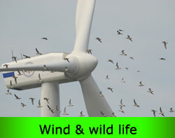 wind and wild life